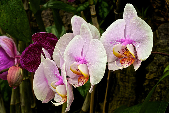 UNC Charlotte Botanical Garden