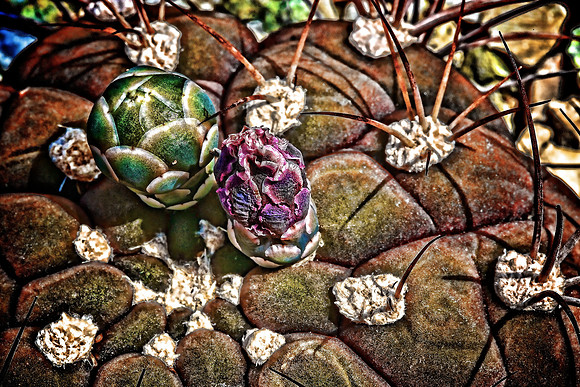 UNC Charlotte Botanical Garden