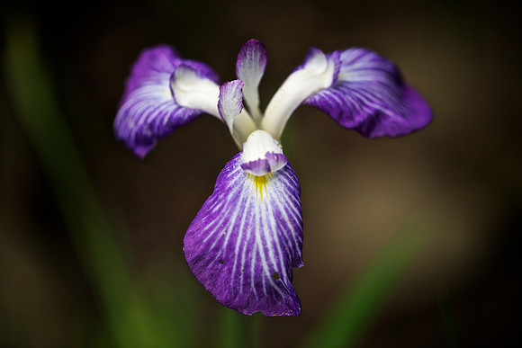 UNC Charlotte Botanical Garden