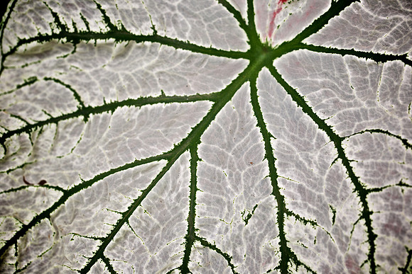 UNC Charlotte Botanical Garden