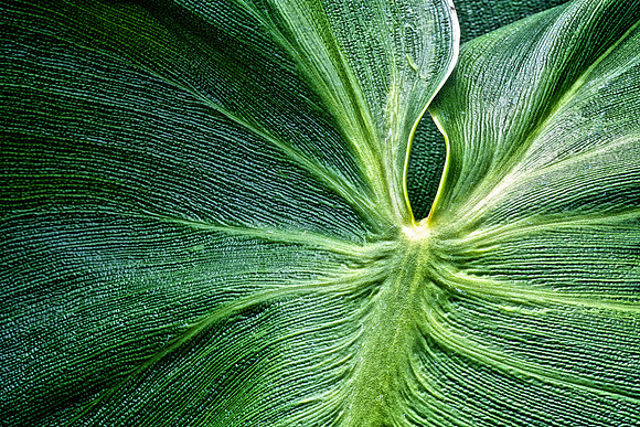 UNC Charlotte Botanical Garden