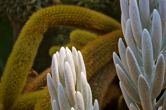 UNC Charlotte Botanical Garden