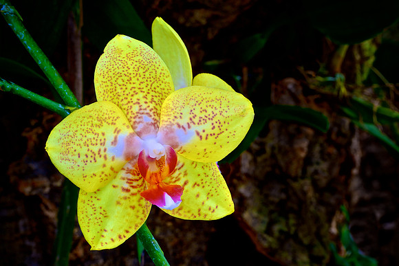 UNC Charlotte Botanical Garden