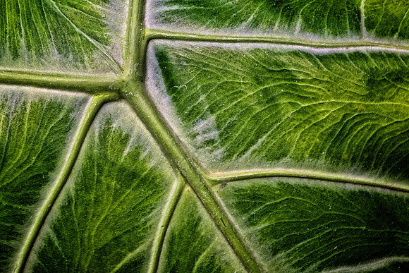 UNC Charlotte Botanical Garden