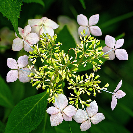 UNC Charlotte Botanical Garden
