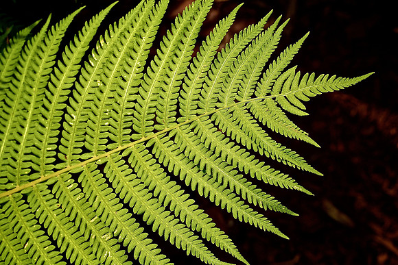 UNC Charlotte Botanical Garden