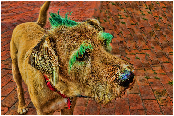 Davidson Town & College - St. Patrick's Day, 2013