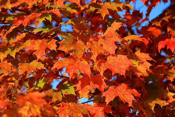 Lake Norman State Park, NC