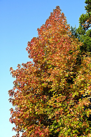 Lake Norman State Park, NC