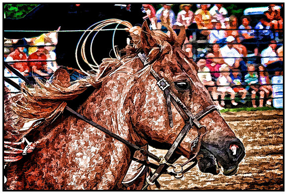 Let's Rodeo!