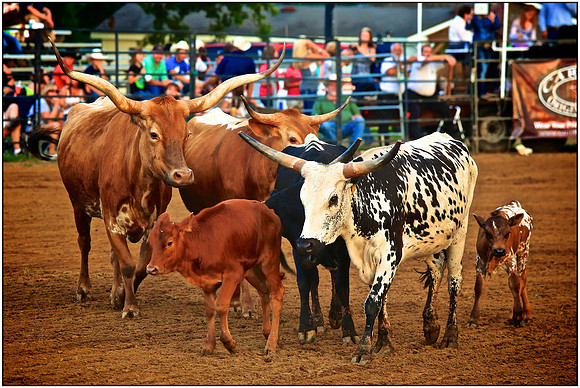 Let's Rodeo!