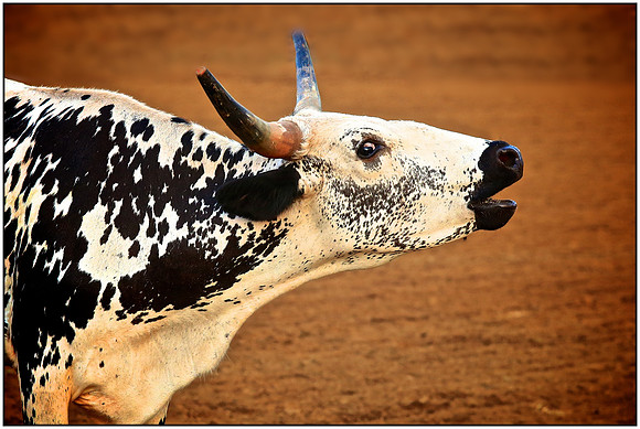 Let's Rodeo!