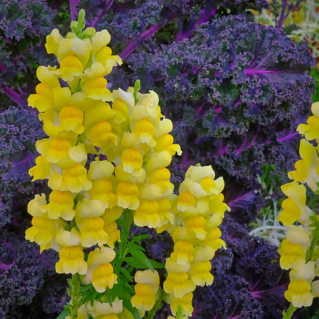 Spring flowers at the Pines, Davidson, NC