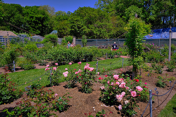 Cranford Rose Garden, Brooklyn Botanic Garden, Brooklyn, New York City