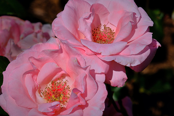 Cranford Rose Garden, Brooklyn Botanic Garden, Brooklyn, New York City