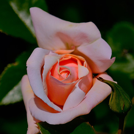 Cranford Rose Garden, Brooklyn Botanic Garden, Brooklyn, New York City