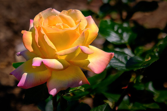Cranford Rose Garden, Brooklyn Botanic Garden, Brooklyn, New York City