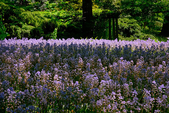 Brooklyn Botanic Garden, Brooklyn, New York City