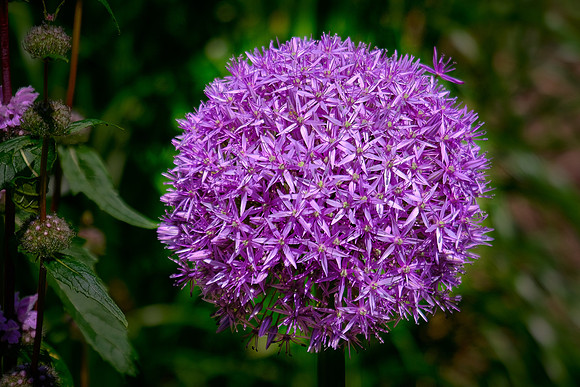 Brooklyn Botanic Garden, Brooklyn, New York City