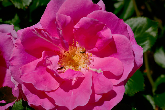 Brooklyn Botanic Garden, Brooklyn, New York City