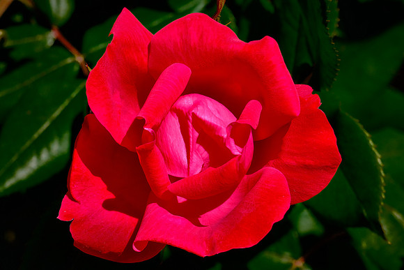 Brooklyn Botanic Garden, Brooklyn, New York City