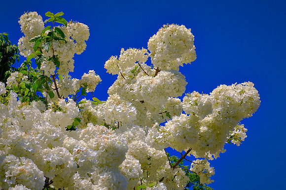 Brooklyn Botanic Garden, Brooklyn, New York City
