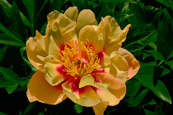Brooklyn Botanic Garden, Brooklyn, New York City