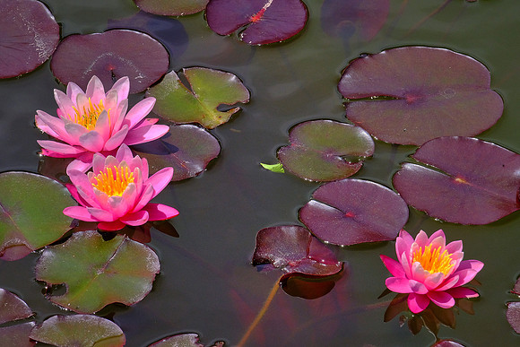 Japanese Hill-and-Pond Garden, Brooklyn Botanic Garden, Brooklyn, New York City