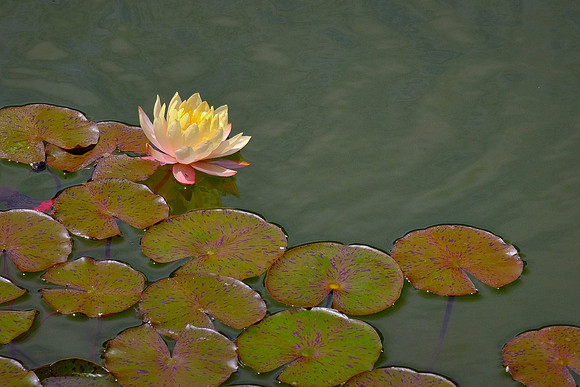 Japanese Hill-and-Pond Garden, Brooklyn Botanic Garden, Brooklyn, New York City
