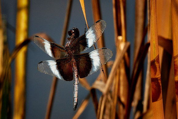 Dragonfly, Sun City Carolina Lakes, SC