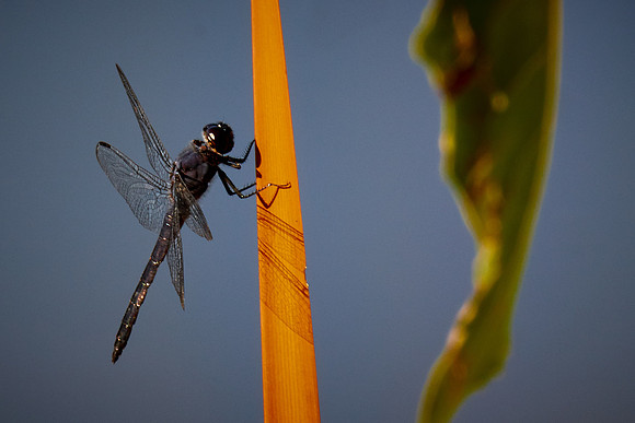 Dragonfly, Sun City Carolina Lakes, SC