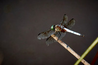2016 June - Dragonflies