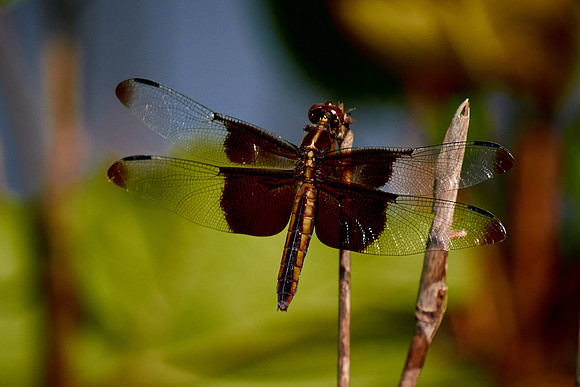 Dragonfly, Sun City Carolina Lakes, SC