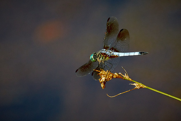 Dragonfly, Sun City Carolina Lakes, SC