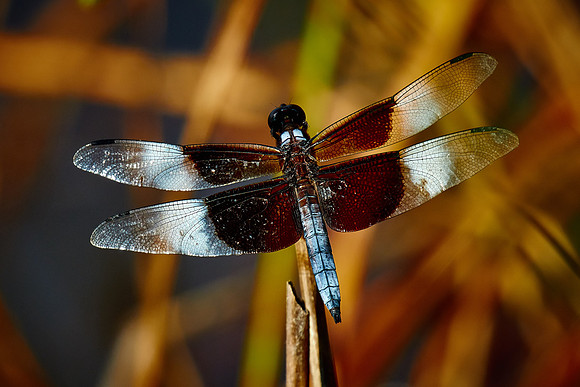 Dragonfly, Sun City Carolina Lakes, SC