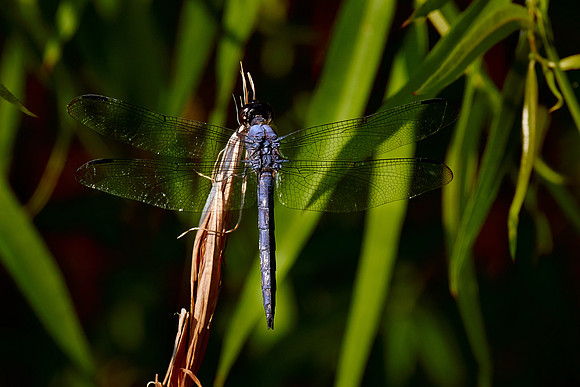 Dragonfly, Sun City Carolina Lakes, SC