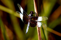 2016 June - Dragonflies