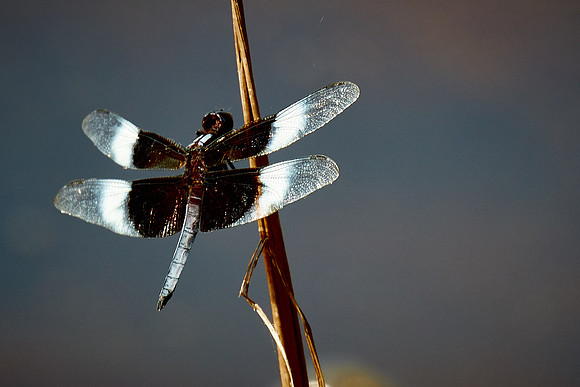 Dragonfly, Sun City Carolina Lakes, SC