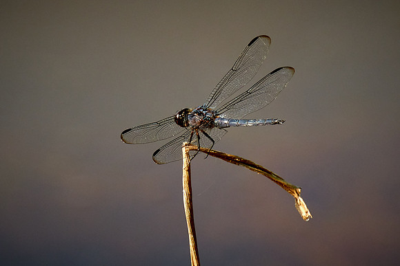 Dragonfly, Sun City Carolina Lakes, SC