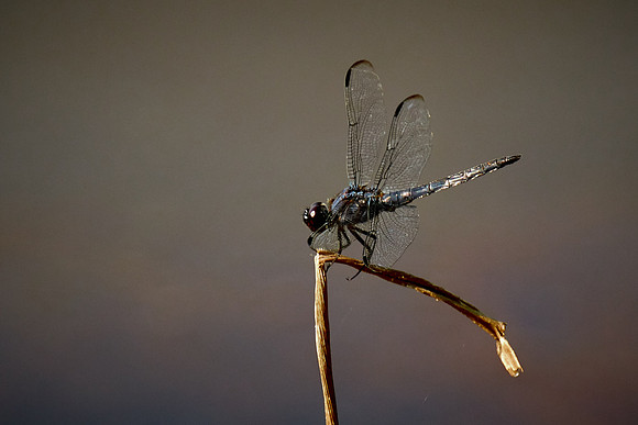 Dragonfly, Sun City Carolina Lakes, SC