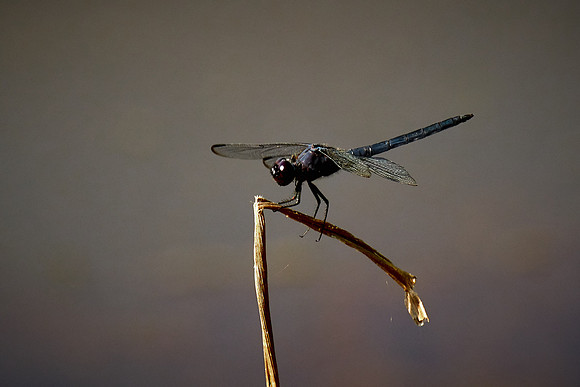 Dragonfly, Sun City Carolina Lakes, SC