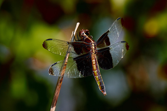 Dragonfly, Sun City Carolina Lakes, SC