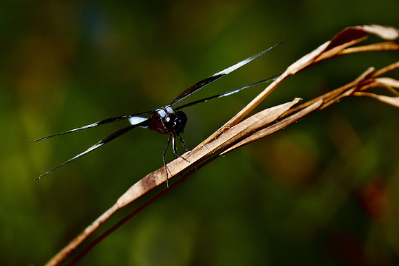 Dragonfly, Sun City Carolina Lakes, SC