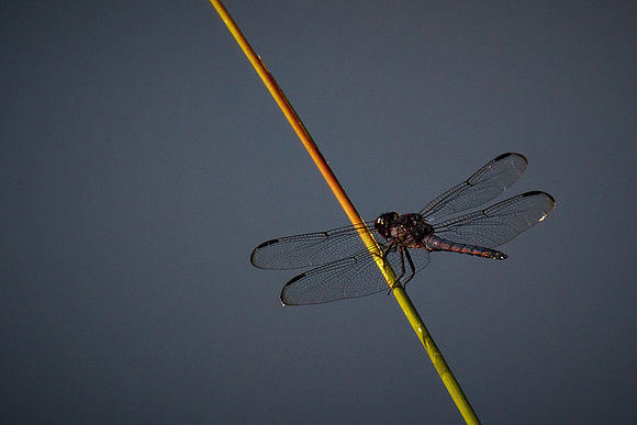 Dragonfly, Sun City Carolina Lakes, SC