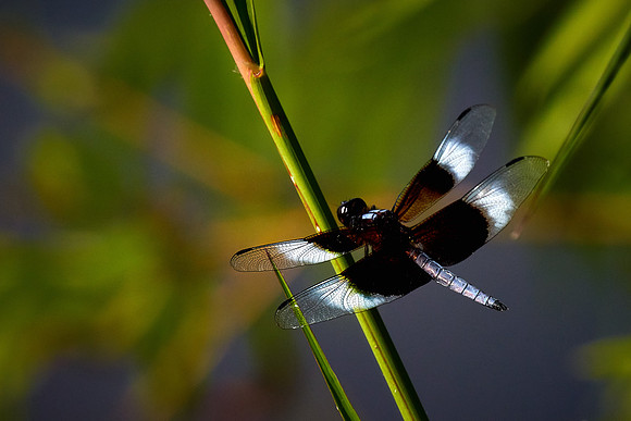 Dragonfly, Sun City Carolina Lakes, SC