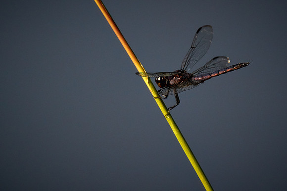 Dragonfly, Sun City Carolina Lakes, SC