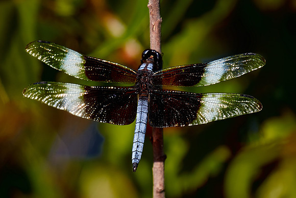 Dragonfly, Sun City Carolina Lakes, SC