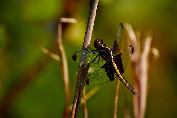 Dragonfly, Sun City Carolina Lakes, SC