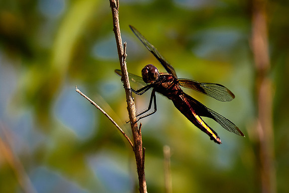 Dragonfly, Sun City Carolina Lakes, SC