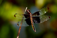 2016 June - Dragonflies